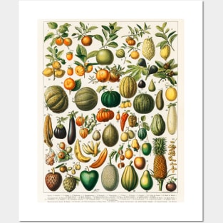 variety of fruits and vegetables Posters and Art